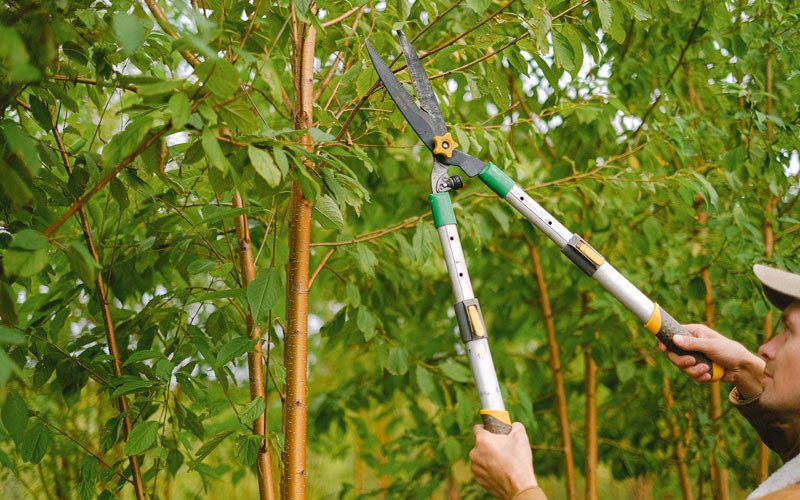 Tree trimming in Farmerville, LA